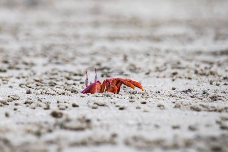 Des macrocères de crabe fantôme rouge ou de cypode jaillissent de son terrier sablonneux pendant la journée. C'est un charognard qui creuse un trou à l'intérieur de la plage de sable et des zones de marée. Il a les yeux blancs et le corps rouge vif.