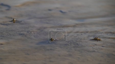 Mudskipper espiando desde el agujero de la madriguera con los ojos fuera del agua. Esta especie de patrón de fango se conoce como patrón de fango manchado azul o Boleophthalmus boddarti que es un pez anfibio en la India..