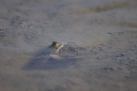 Photo for Mudskipper peeping from burrow hole with its eyes out of water. This species of mudskipper is known as blue spotted mudskipper or Boleophthalmus boddarti which is amphibian fish in india. - Royalty Free Image