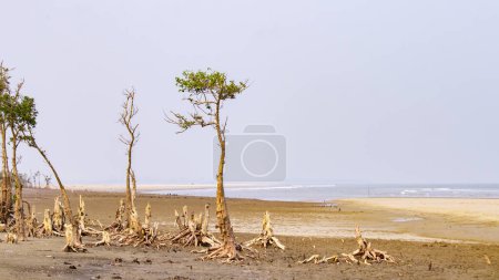 Foto de Bosque de manglar destruido cerca del mar. Se ven los troncos de árboles muertos. Esta es una crisis ambiental debido al calentamiento global y la deforestación. - Imagen libre de derechos