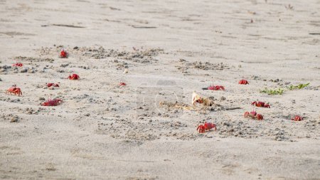 Téléchargez les photos : Des crabes fantômes rouges ou des macrocera-cypodes sortent de ses terriers sablonneux pour se nourrir d'une carcasse animale sur une plage de sable ou dans des zones de marée. Il a les yeux blancs et le corps rouge vif. - en image libre de droit