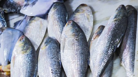 Photo for Raw hilsa fish or ilish or kept in fish market for selling. Tenualosa ilisha is a fish of herring family. This salt water edible fish is very famous in Bengali culture as a delicacy. - Royalty Free Image
