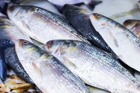 Roher Hilsa-Fisch oder ilish oder auf dem Fischmarkt zum Verkauf aufbewahrt. Tenualosa ilisha ist ein Fisch der Heringsfamilie. Dieser Speisefisch aus Salzwasser ist in der bengalischen Kultur als Delikatesse sehr berühmt.