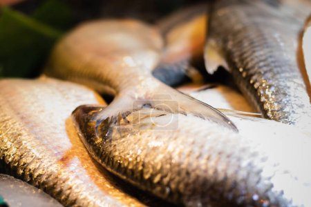 Photo for Raw hilsa fish or ilish or kept in fish market for selling. Tenualosa ilisha is a fish of herring family. This salt water edible fish is very famous in Bengali culture as a delicacy. - Royalty Free Image