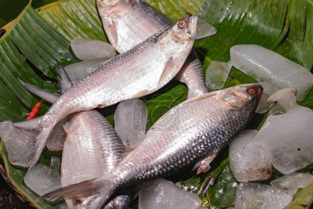Raw hilsa fish or ilish or kept in fish market for selling. Tenualosa ilisha is a fish of herring family. This salt water edible fish is very famous in Bengali culture as a delicacy.