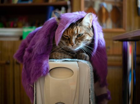 Photo for A cat covered with a fur blanket and sitting on an electric heater is very cold - Royalty Free Image