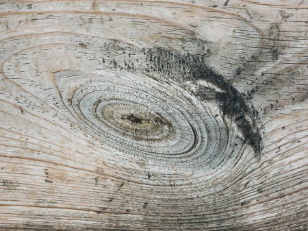 Foto de Nudo sobre tabla de madera cortada sin pintar vieja - Imagen libre de derechos