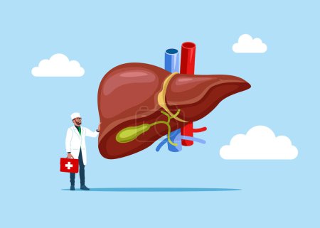 Illustration for The physician, specialist holds a big sign - Anatomy structure hepatic system organ, digestive gallbladder organ. Human liver for medical drugs, pharmacy and education design. Flat vector illustration - Royalty Free Image