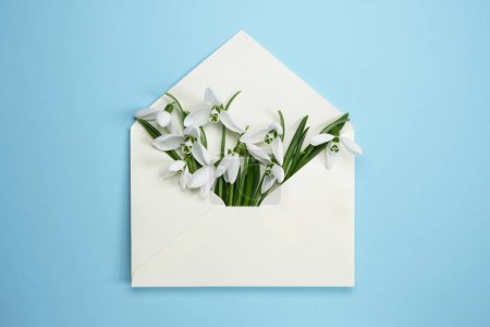 Snowdrop flowers in paper envelope on blue background. Spring season concept. Floral composition in minimal style. Flat lay.