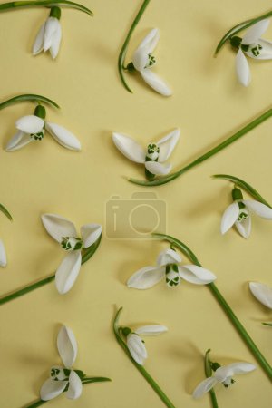 Seamless pattern of white snowdrops flowers on beige background. Hello spring season, 8 march, Mother's day concept. Top view flat lay. Banner.