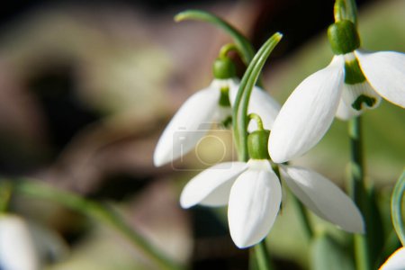  Snowdrop (galanthus nivalis) in the forest close-up. Tender first flowers in bright sunlight. The concept of spring. Side view, space for text.