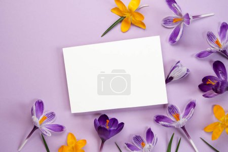 Frühjahrsmockup. Krokusblüten, leeres Papier auf violettem Hintergrund. Flache Lage, Draufsicht, Kopierraum. Schöne Urlaubskarte. 