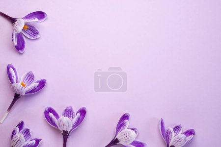 Schöne Safran-Krokusblüten auf violettem Hintergrund. Draufsicht, flache Lage. Raum für Text.