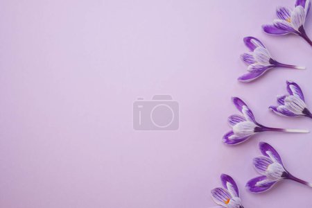 Composition of purple crocus flowers on purple background.  Space for text. Flat lay. Top view. Easter, Women's day concept. Spring flowers banner.