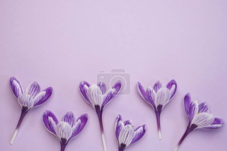 Zusammensetzung der Blumen. Krokusblüten auf violettem Hintergrund. Flache Lage, Draufsicht, Kopierraum. Wind banner. Schöne Festkarte. 