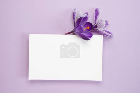Violet crocuses and paper card note with space for text on a purple background. Top view, flat lay. Easter, Women's day concept. Spring flowers banner.