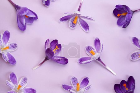 Seamless pattern of violet crocuses on on purple background. Flat lay. Top view. 