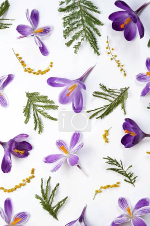 Nahtloses Muster aus violetten Krokussen, gelben Blüten Mimosen auf weißem Hintergrund. Draufsicht, flache Lage. Raum für Text. Ostern, Frauentag. Frühlingsblumen-Banner.