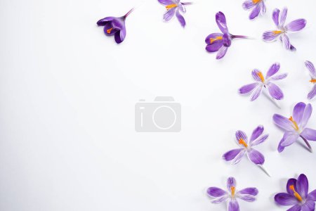 Violet flowers crocuses, flowers hepatica on a white background.  Top view, flat lay, space for text. Spring flowers.