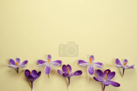 Flower flat lay from purple saffron flowers on a beige background. Top view and copy space.