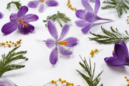 Seamless pattern of spring decoration. Violet crocuses, yellow flowers mimosa on a white background.