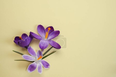 Beautiful purple crocus flowers and leaves on beige background. Flat lay, top view. Space for text.