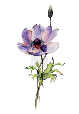 Purple Anemone flower with green leaves watercolor botanical illustration isolated on white background for romantic floral designs