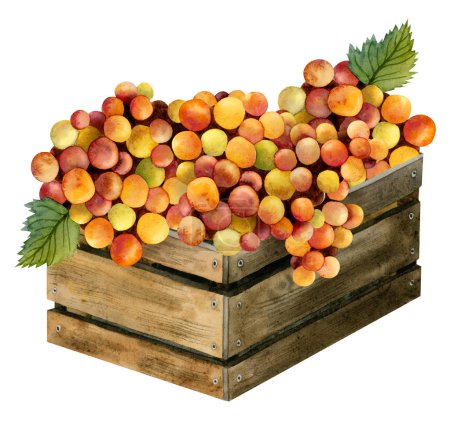 Photo for Watercolor yellow red orange grapes harvest in rustic wooden box illustration isolated on white. Italian or Israeli vinery composition design. French grapes for wine clipart. Autumn fruits harvest. - Royalty Free Image