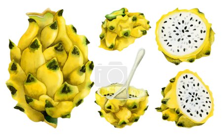 Photo for Yellow dragon fruit watercolor illustration collection with whole pitaya, halfs and slices . Realistic botanical drawing of exotic Asian cactus for summer flavors and designs isolated on white - Royalty Free Image
