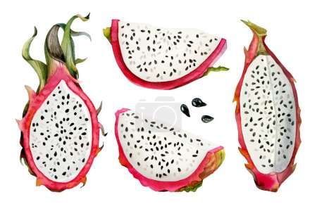 Photo for Sliced red dragon fruits watercolor illustration bundle with half pitaya, slices and seeds. Realistic botanical drawing of tropical cactus plant for summer flavors and designs isolated on white. - Royalty Free Image