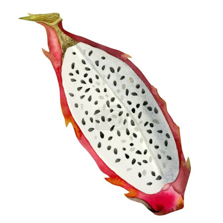 Photo for Watercolor red dragon fruit slice botanical illustration. Top view. Pitahaya tropical food with seeds. Clipart for products with exotic flavors isolated on white background. - Royalty Free Image