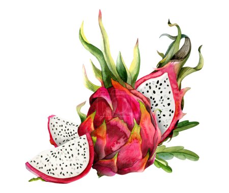 Photo for Red dragon fruit wholed and half pitahaya with slices and green leaves watercolor illustration isolated on white. Botanical composition for vegetarian exotic superfoods prints,juicy stickers. - Royalty Free Image