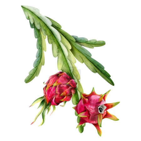 Téléchargez les photos : Aquarelle ptaya branches de cactus avec des fruits du dragon rouge illustration dessinée à la main isolé sur fond blanc. Dessin botanique réaliste de plantes tropicales exotiques en croissance. - en image libre de droit