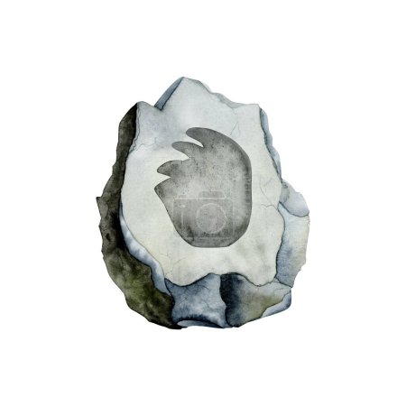 Foto de Diplodocus huella de dinosaurio herbívoro en piedra gris. Ilustración fósil de acuarela aislada sobre fondo blanco. - Imagen libre de derechos