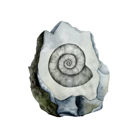 Photo for Ammonite fossil on grey stone watercolor illustration. Prehistoric scientific realistic drawing isolated on white background - Royalty Free Image
