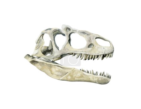 Téléchargez les photos : Crâne de dinosaure prédateur aquarelle isolé sur fond blanc. Illustration réaliste des os d'animaux tyrannosaures préhistoriques - en image libre de droit