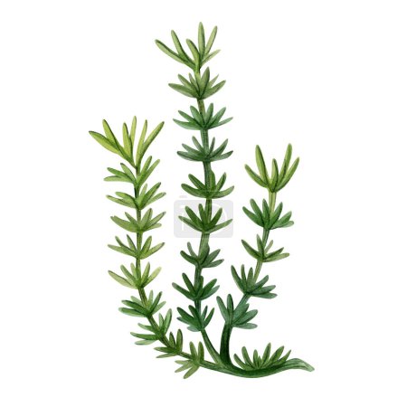 Foto de Cola de caballo acuarela equisetum. Planta antigua dibujada a mano, hierbas medicinales, hierba verde del bosque aislada sobre fondo blanco - Imagen libre de derechos