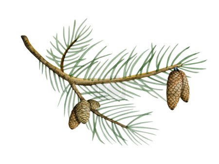 Photo for Hand drawn realistic pine cones on coniferous branch watercolor illustration isolated on white background. - Royalty Free Image