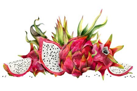 Photo for Red dragon fruits wholed and half pitahaya with slices and green leaves watercolor illustration isolated on white. Botanical horizontal banner for vegetarian exotic prints, juicy tropical menu. - Royalty Free Image