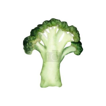 Téléchargez les photos : Illustration d'aquarelle réaliste monobloc brocoli. Légumes verts dessin botanique. - en image libre de droit