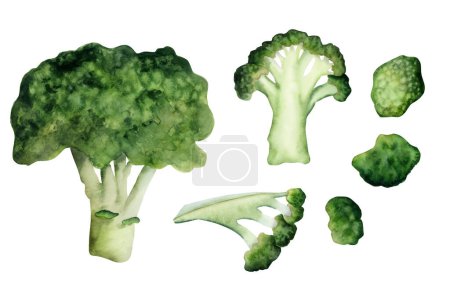 Téléchargez les photos : Illustration aquarelle de brocoli vert isolé sur fond blanc, ensemble de morceaux, légumes verts hachés. - en image libre de droit