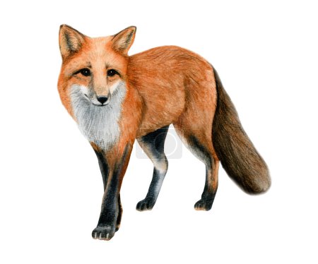 Téléchargez les photos : Illustration aquarelle réaliste renard rouge, renard européen pelucheux avec dessin en fourrure orange isolé sur fond blanc. - en image libre de droit