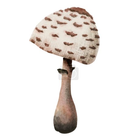 Foto de Acuarela shaggy parasol mushroom illustration. Hongos Macrolepiota procera. Clipart dibujado a mano aislado sobre fondo blanco. - Imagen libre de derechos