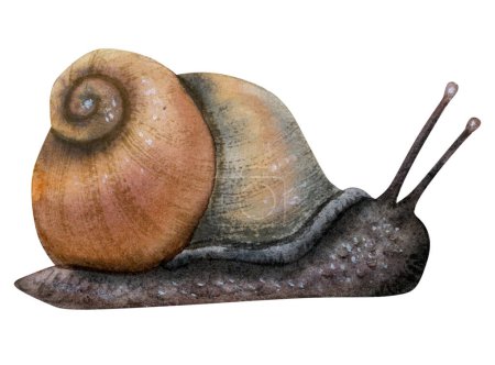 Photo for Watercolor garden snail realistic illustration. Hand drawn mollusk with shell, animal isolated on white background. Wildlife woodland forest clipart. - Royalty Free Image