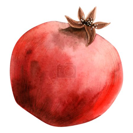 Photo for Bright red whole pomegranate watercolor illustration isolated on white background. Rosh Hashanah symbolic fruit hand draw botanical clipart for Jewish New year designs and stickers. - Royalty Free Image