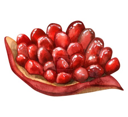 Photo for Juicy pomegranate piece with seeds watercolor illustration isolated on white background. Colorful red fruit for Jewish Rosh Hashanah New year greeting designs. - Royalty Free Image