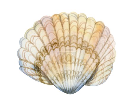 Foto de Ilustración realista de concha de mar de acuarela en colores pastel. Elemento de diseño náutico dibujado a mano para tarjetas de felicitación, impresión o pegatinas - Imagen libre de derechos