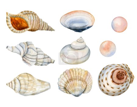 Photo for Watercolor nautical set of underwater tropical seashells and pearls. Hand drawn illustrations isolated on white background - Royalty Free Image