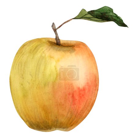 Foto de Acuarela verdosa manzana roja amarilla con ilustración de hoja verde aislada sobre fondo blanco. Clipart botánico realista. - Imagen libre de derechos