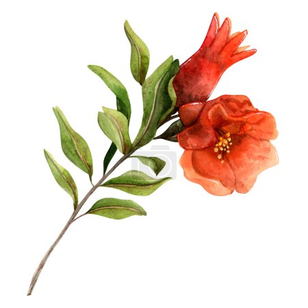 Photo for Pomegranate branch with red flowers blossom and young fruit watercolor illustration isolated on white. Botanical realistic clipart for Jewish Rosh Hashanah New year greetings, natural cosmetics. - Royalty Free Image
